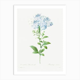 Plumbago Caerulea, Pierre Joseph Redoute Art Print