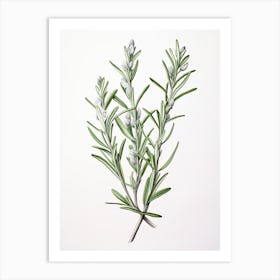 Rosemary Vintage Botanical Herbs 2 Art Print