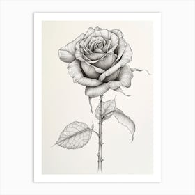 English Rose Black And White Line Drawing 10 Art Print