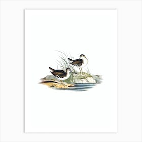 Vintage Fairy Sandpiper Bird Illustration on Pure White n.0086 Art Print