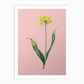Vintage Golden Garlic Botanical on Soft Pink n.0840 Art Print