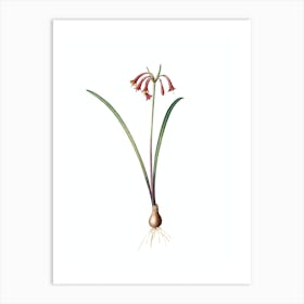 Vintage Brandlelie Botanical Illustration on Pure White n.0446 Art Print