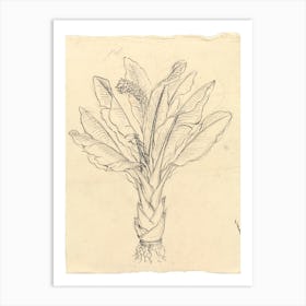 Ensete Ventricosum, Luigi Balugani Art Print