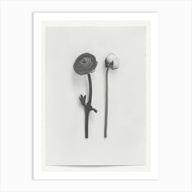 Ranunculus Flower Photo Collage 1 Art Print