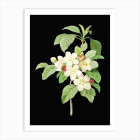 Vintage Apple Blossom Botanical Illustration on Solid Black n.0564 Art Print