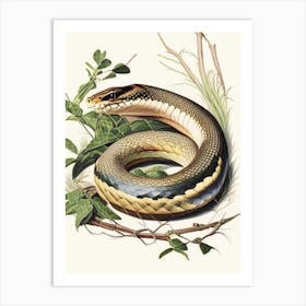 Eastern Rat Snake 1 Vintage Art Print