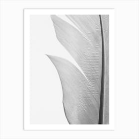 White Feather_2191107 Art Print