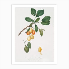 Cherry (Prunus Damascena) From Pomona Italiana (1817 - 1839), Giorgio Gallesio Art Print