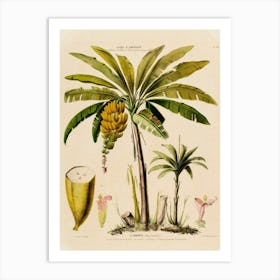 Banana Tree Art Print