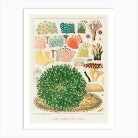 Great Barrier Reefs Corals Art Print