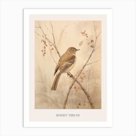 Vintage Bird Drawing Hermit Thrush 2 Poster Art Print