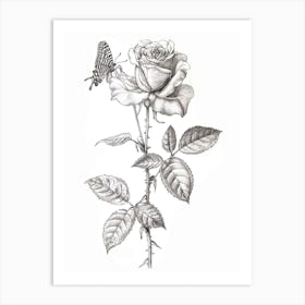 English Rose Butterfly Line Drawing 2 Art Print