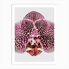 Leopard Orchid  Art Print