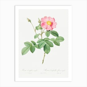 Single Flowered Cabbage Rose, Pierre Joseph Redoute Art Print