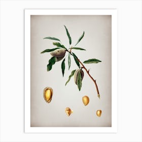 Vintage Almond Botanical on Parchment n.0840 Art Print