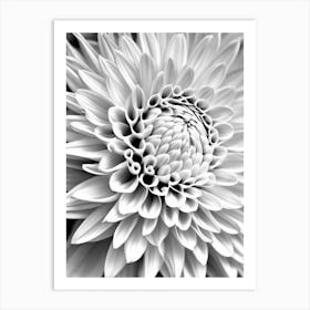Dahlia B&W Pencil 1 Flower Art Print