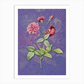 Vintage China Rose Botanical Illustration on Veri Peri n.0801 Art Print