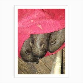 Pigs Sleeping Art Print