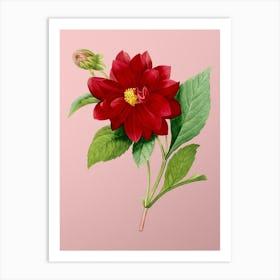 Vintage Double Dahlias Botanical on Soft Pink n.0221 Art Print