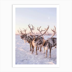 REINDEER PORTRAIT Art Print