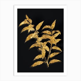 Vintage Andromeda Acuminata Bloom Botanical in Gold on Black n.0005 Art Print