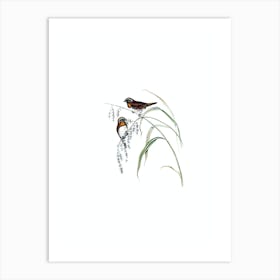 Vintage Chestnut Breasted Finch Bird Illustration on Pure White n.0084 Art Print