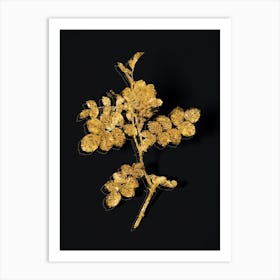 Vintage Pink Sweetbriar Rose Botanical in Gold on Black n.0521 Art Print