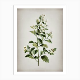 Vintage Eastern Baccharis Botanical on Parchment n.0195 Art Print