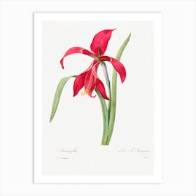 Amaryllis, Pierre Joseph Redouté Art Print