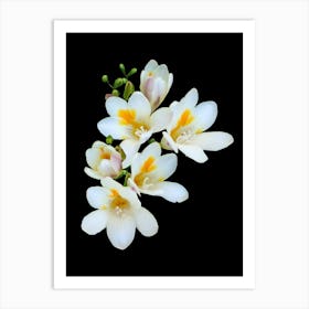 White Flowers On A Black Background Art Print