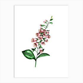 Foxglove Art Print