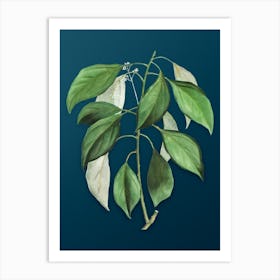 Vintage Camphor Tree Botanical Art on Teal Blue n.0902 Art Print