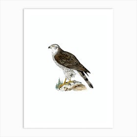 Vintage Goshawk Female Bird Illustration on Pure White n.0072 Art Print