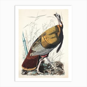 Wild Turkey   Birds Of America, John James Audubon Art Print