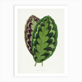 Vintage Botanical Art Print _2643226 Art Print