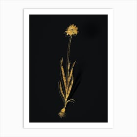Vintage Orange Ixia Botanical in Gold on Black n.0235 Art Print