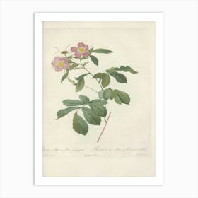 Rose Illustration, Pierre Joseph Redoute (86) Art Print