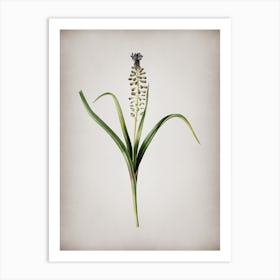 Vintage Grape Hyacinth Botanical on Parchment Art Print