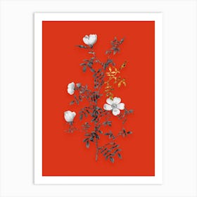 Vintage Hedge Rose Black and White Gold Leaf Floral Art on Tomato Red n.0594 Art Print