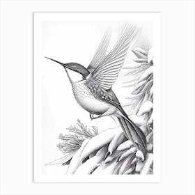 Hummingbird In Snowfall Vintage Botanical Line Drawing Art Print