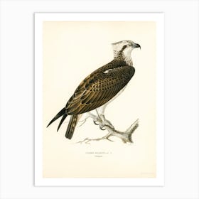 Osprey (Pandion Haliaetus), The Von Wright Brothers Art Print