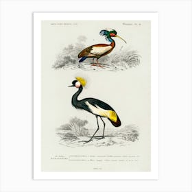 Different Types Of Birds, Charles Dessalines D'Orbigny 30 Art Print