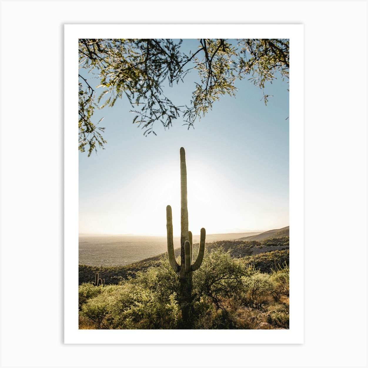 Desert Cactus Art Print by Erica Fuchs Photography - Fy