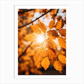 Autumn Leaves In The Sunlight Art Print