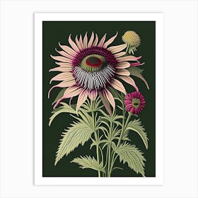 Echinacea 1 Floral Botanical Vintage Poster Flower Art Print