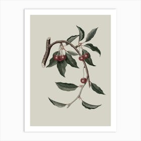 Cherry Branch 4 Art Print