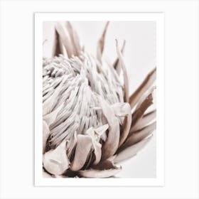Autumn Protea 1 Art Print