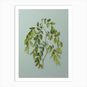 Vintage Jujube Botanical Art on Mint Green Art Print