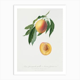 Peach (Persica Iulodermis) From Pomona Italiana (1817 1839), Giorgio Gallesio Art Print