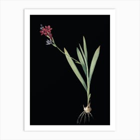 Vintage Gladiolus Mucronatus Botanical Illustration on Solid Black n.0699 Art Print